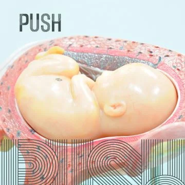 You are currently viewing The Impact of Prenatal Exercise on Baby’s Health: Unveiling the Placental Connection