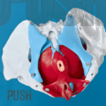 pelvic floor model with pelvis