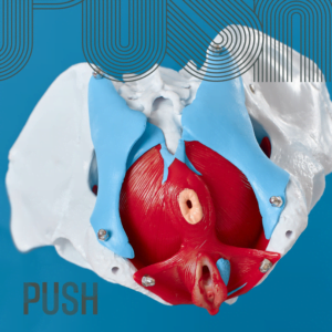 Read more about the article Understanding the Pelvic Floor: A Key Element in Prenatal and Postnatal Health